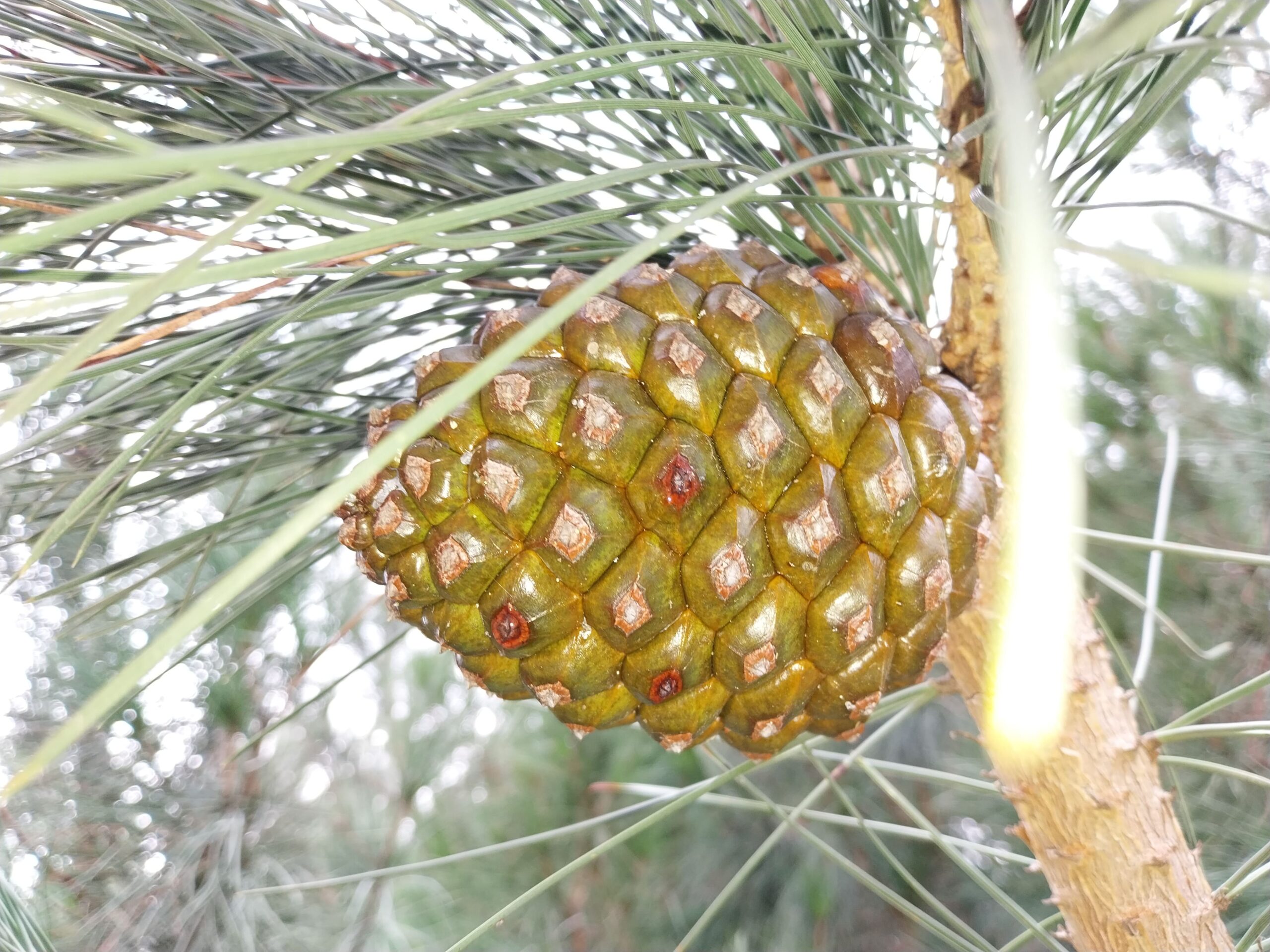 DERIVADOS FORESTALES